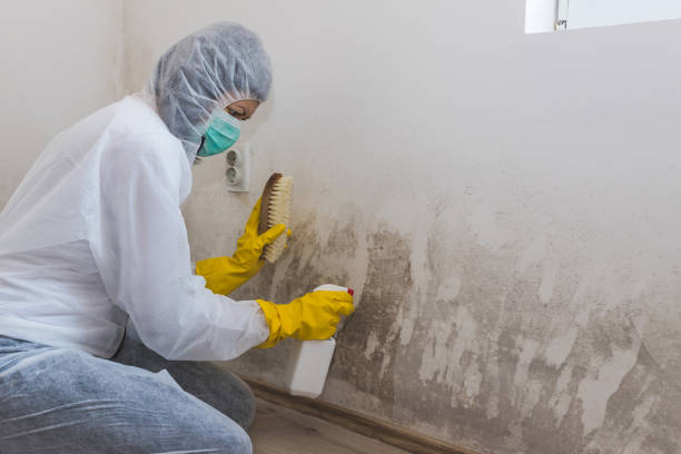 Professional Mold Inspection in Mount Holly Springs, PA